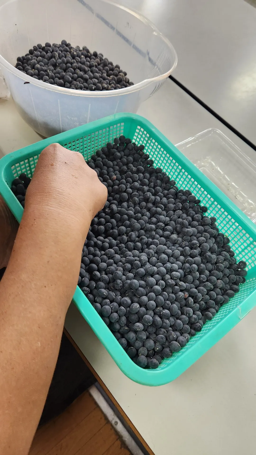黒豆の選別作業